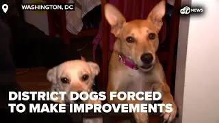 Dog owner speaks out after deadly 2023 doggy daycare flood in DC