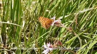 Up on the Mendips (Priddy Pools)