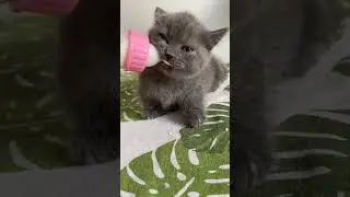 #cat #funny #like #khmer #shortsvideo #subscribe #hello
