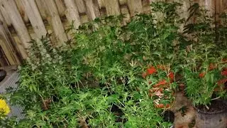 Sky Wrdn, Blueberry Muffin &times;4gauto,La Kush Cake, Oreoz End Of The 8th Wk Of Vegetative Stage 