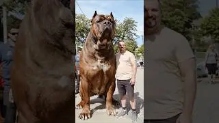 American Bulldog Power | ☠️☠️ #shorts #dog #shocking #bulldogs #animalbehavior