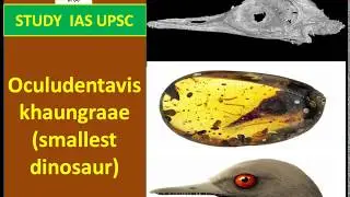 Oculudentavis khaungraae (smallest dinosaur In The World) For UPSC/SSC/SBI/RBI/IBPS/RAILWAYS/PCS/OAS