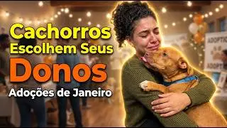 Ado&ccedil;&otilde;es de Janeiro: Quando os Cachorros Escolhem Seus Donos 🐶❤️