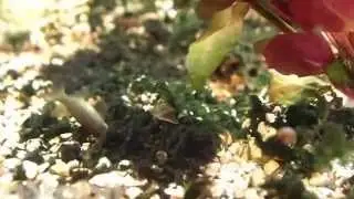 Algae eater eating algae - Crossocheilus latius