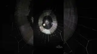 Orb-Weaver Spider 🕷️ | Nature&rsquo;s Perfect Web Architect | Amazing Spider Facts #shorts