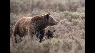 Grizzly 399 Final Resting Place - Pilgrim Creek in Grand Teton National Park #399 #grizzly399