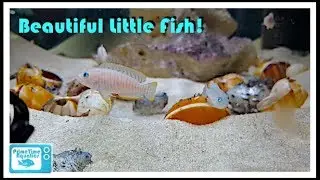Neolamprologus Multifasciatus Species Profile