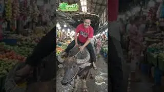 How to book a CaraMove? Episode 2 #animals #delivery #market #fruit #vegetables #food #book