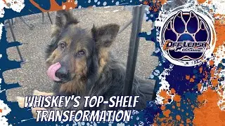 Knoxville Dog Trainers &ndash; Top Shelf Transformation | Whiskey the German Shepherd