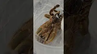 #OBT #molting #TCF #tarantula 