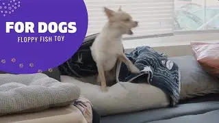 Just Launched: Floppy Fish for dogs! 🐟 Amazon Pets