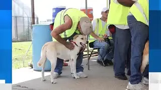 Prison puppy program