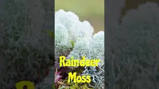 Растения переваривают камни #вирусноевидео #знаетевы #научныефакты #растения #вирусное #природа #...