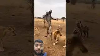 lion attack Armored man 👨#animals #trending #reactions #viral #shorts
