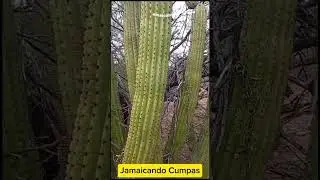Por los cerros de Cumpas