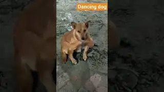 dancing dog #shortvideo#ai #dog #dancingdogs
