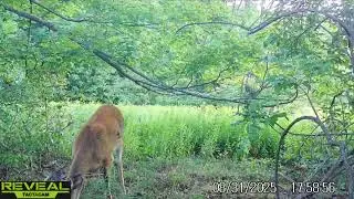 Whitetail buck with poxvirus.