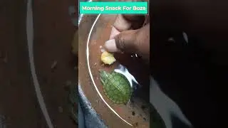Watch This Cute Baby Turtle Enjoy Its Morning Snack 💚😋🌅&brvbar; Turtle Boza🐢#shorts #babyturtle #turtle