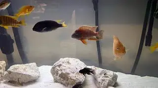 Fluval FX4 Filter Unboxing