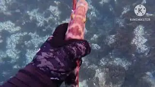 Spearfishing for Family picnic in Tonga Eua 🇹🇴
