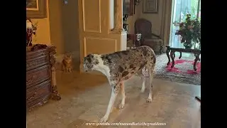 Therapy Dog Great Dane Goes Back To Bed After Meeting Guard Cat For the 1st Time