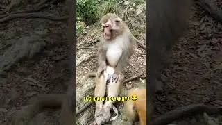 Mikirin Apa Sih?? #monyetgalau #binatang #v&iacute;deoviral