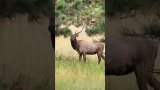 Bull elk bugles #nature #animals #wildlife #bull #bullelk #elk #bugle