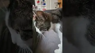 😽 Lucy ist eine m&uuml;de Katze 🐾