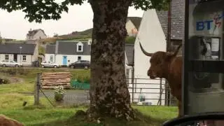 Highland cows