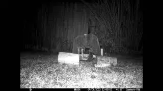 Rat gets grapes from inside Rat Trap in cambridge UK 9jan22 1105p