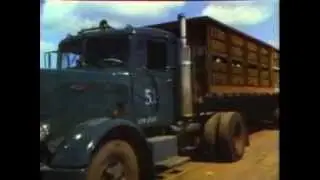 C&P Pineapple Industry Part 1- The Fields