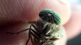 Horse Fly (Tabanidae: Hybomitra) Close-up of Eyes