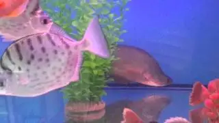 Индийский нож читала. Notopterus chitala