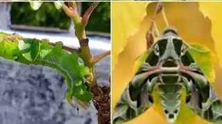 Dephnis Neril oleander moth|Rescuing a Caterpillar 🐛 | Life Cycle of Oleander Hawk Moth @vanvidhya 