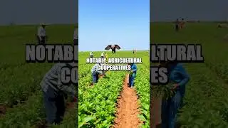 China's Agricultural Modernization: 2000-2024