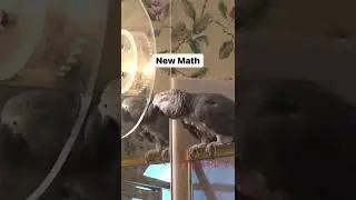 New Math! # shorts #newmath&nbsp;#hatemath&nbsp;#whatever #einsteinparrot