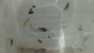 Cândida Albicans Em Canários, Será ? 😱😱😱😱. Canaril Olival