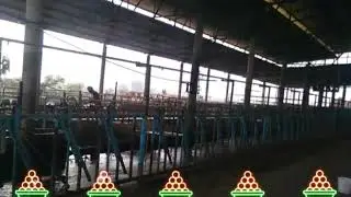 Hf Caw Faram  Attari border.......