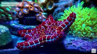 Deep Sea Serenity &ndash; Meditation Music by Kevin MacLeod | Coralsea.lviv Original Video
