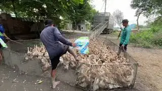Full Video: Chinese Duck Truck in the US &mdash; Flock Larger Than Bees Crammed Onto Migrant Truck&rdquo; Farm 