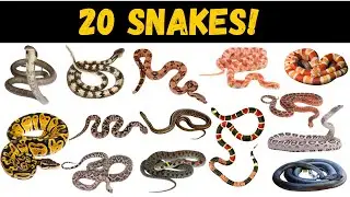 20 Amazing Snakes for Kids! | Learn Snake Names & Fun Facts (Educational Wildlife Video)