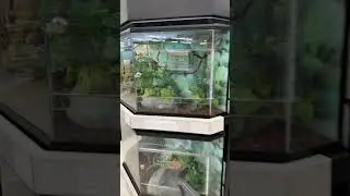 Кому-то нужен корректирующий курс по хамелеонам!! #хамелеон