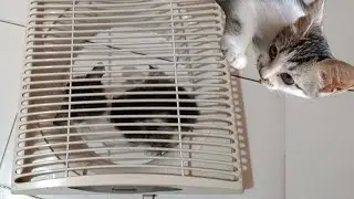 This kitten is raging because it's locked up