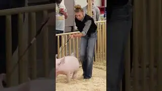 Karis goes from Princess to Villain while showing pigs! #pigs #livestockshow #showpigs