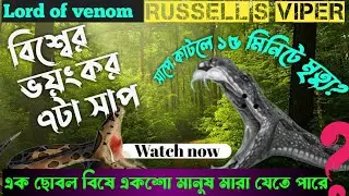 Russell&rsquo;s viper terror😱 | রাসেল ভাইপার সাপ আতঙ্ক 😱| Info man Hasmir | Ft. Hasmir