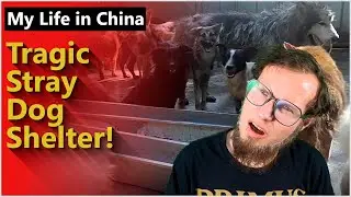 My Life In China - Tragic Stray Dog Shelter
