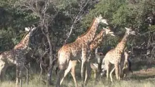 A Riding Safari at Ant's Nest