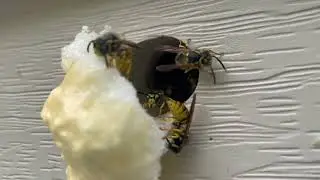Yellow Jackets Nest in a Utility Pipe Gap