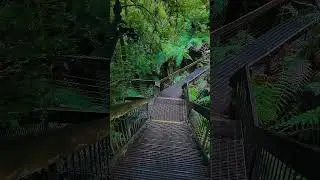 Rainforest Gallery #Victoria #Australia #outback #bushwalk #nature #asmr #travel #outdoors