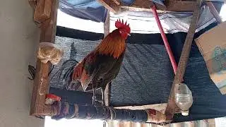 14 (1) qaib dib tuaj zoo heev nawb 2026